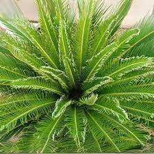 Exotic Ornamental Plants